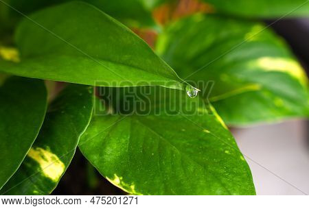 A Drop Of Water On The Green Leaves Of Epipremnum. Epipremnum Golden. House Plant Care. Close-up. Se