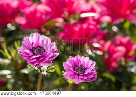 Reddish Purple Anemone Flowers In Front Of Pink Flower Blur