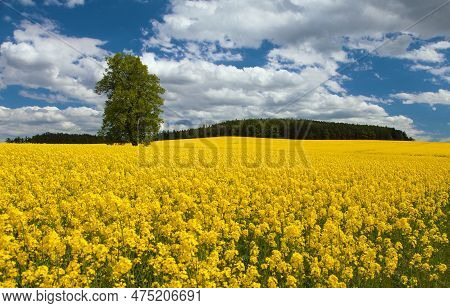 Field Of Rapeseed, Canola Or Colza, In Latin Brassica Napus And Lime Tree, Rape Seed Is Plant For Gr