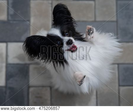 Top View Of Pappilion Dog On The Sidewalk. Portrait Of A Black And White Continental Spaniel.