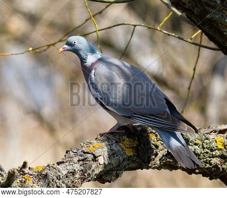 Common Wood Pigeon, Columba Palumbus. A Bird Sits On A Thick Branch