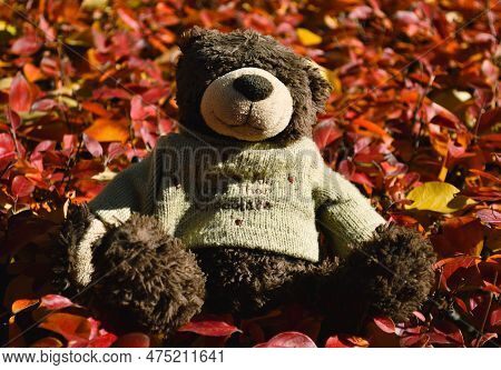 A Teddy Bear With A Cute Inscription On A Sweater Sits On Red Leaves Of A Bush