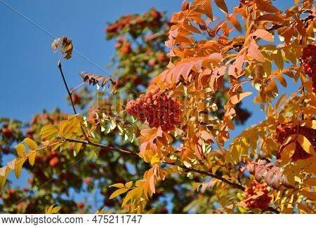 Ripe And Juicy Bunches Of Rowanberries Hang On Branches With Yellow Leaves