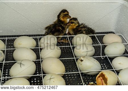 First-born Chicks Of Geese In An Incubator. The First Chicks Are Goslings Hatched In An Incubator.