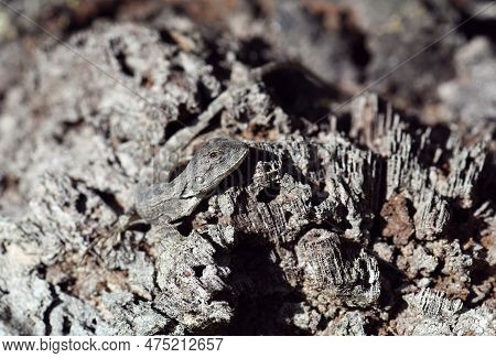 Australian Native Jacky Dragon Lizard, Amphibolurus Muricatus, Family Agamidae, Camouflaged On A Woo