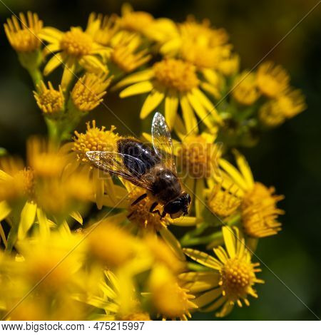 A Large Bee-like Fly Sits On A Yellow Flower, Macro. Hover Flies, Also Called Flower Flies Or Syrphi