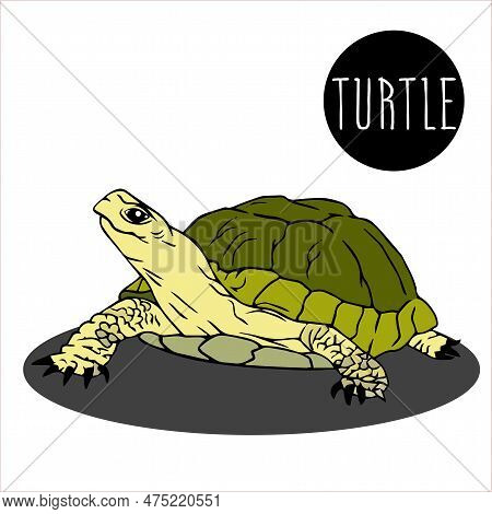 Green Sea Turtle Isolated On White Background. Illustration. Marine Animal Icon. Sea Turtle With Pro