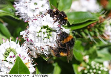 A Huge Buff Tailed Bumblebee And A Smaller Bee Feeding On White Hebe Flowers