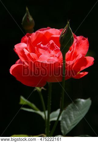 Wonderful Red Rose And Green Leaves On Black Background