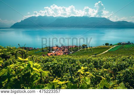 Spectacular Orderly Terraced Vineyard And Lake Geneva In Background. Green Vine Plantation And Rivaz