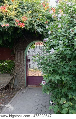 Door Covered With Hibiscus And Kampsis Bushes