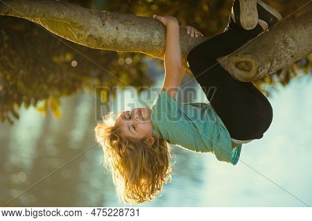 Cute Blonde Child Boy Hangs On A Tree Branch. Summer Holidays, Little Boy Climbing A Tree. Upside Do
