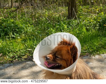 Spitz Dog For A Walk In A Medical Collar. Spitz On A Walk.