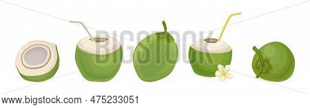 Whole And Halved Green Coconut Showing Copra Vector Set