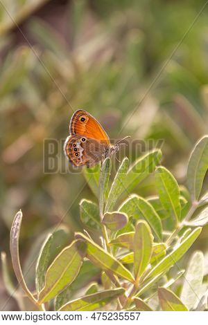 Coenonympha Corinna Elbana Butterfly Seen On A Olive Branch