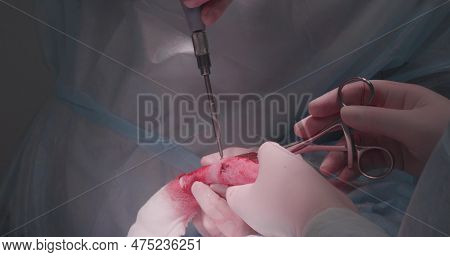 The Hands Of The Veterinarian Take A Screwdriver And A Screw To Fix The Plate On The Pets Broken Paw