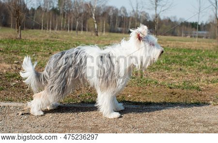 Biewer Oirkshire Terrier Poses Beautifully For The Camera On The Street. Biewer York Dog With A Long