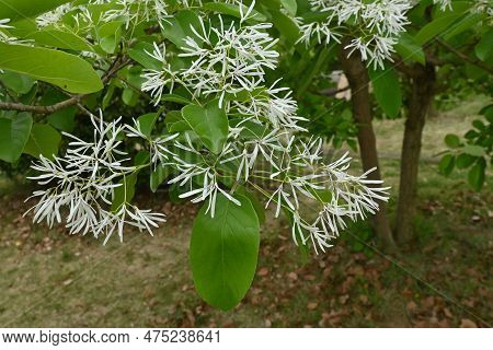 Chinese Fringe Tree ( Chionanthus Retusus ) Flowers. Oleaceae Dioecious Deciduous Tree. Many White F