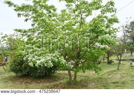 Chinese Fringe Tree ( Chionanthus Retusus ) Flowers. Oleaceae Dioecious Deciduous Tree. Many White F