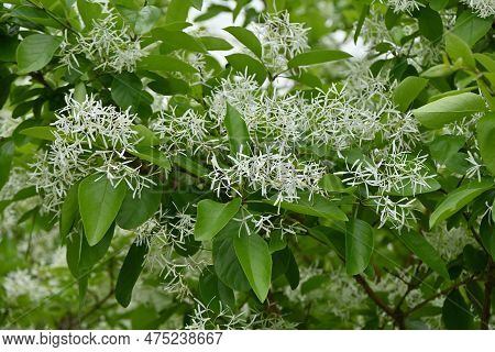 Chinese Fringe Tree ( Chionanthus Retusus ) Flowers. Oleaceae Dioecious Deciduous Tree. Many White F