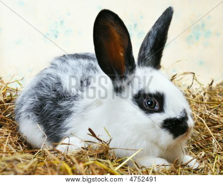 Güzel Bunny