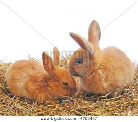 İki kırmızı Bunny