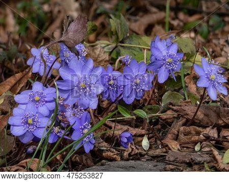 Close-up Of The Large Blue Hepatica (hepatica Transsilvanica) In Early Spring