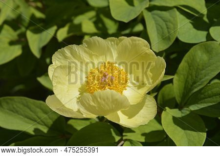 Mlokosewitchs Peony Yellow Flower In The Spring
