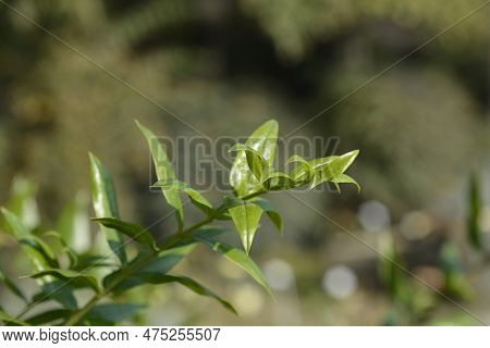 English Redoul Branch With Green Leaves In The Autumn