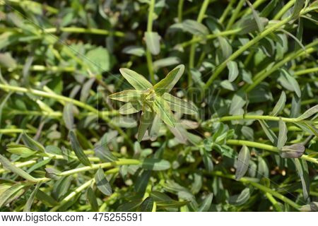 Cushion Spurge Yellow Flowers In The Garden