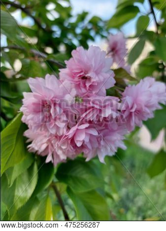 Bloomingtree, Early Spring, Beautiful View Attracts The Eye, Romantic Mood, Desire For Freedom And A