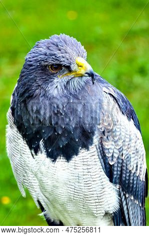 View Of Chilean Blue Eagle Or Gray Buzzard (geranoaetus Melanoleucus)