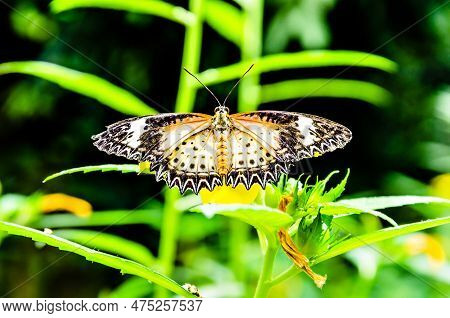 Beautiful Female Hypolimnas Missippus Butterfly On Green Garden Leaves