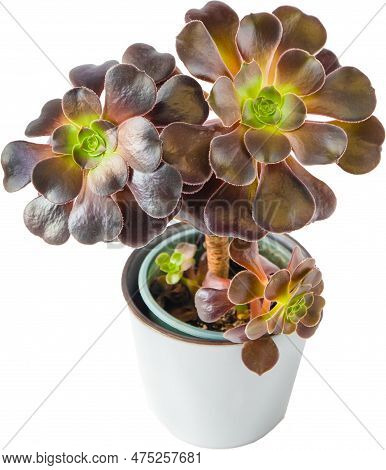 Aeonium Succulents Isolated On White Background. Plant In The Pot. Floriculture. Grow A Flower From 