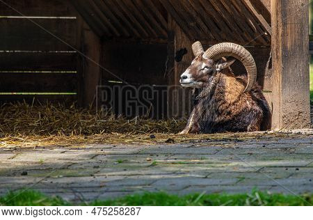 Male Ram European Mouflon - Ovis Gmelini - In A Deer Park In Germany