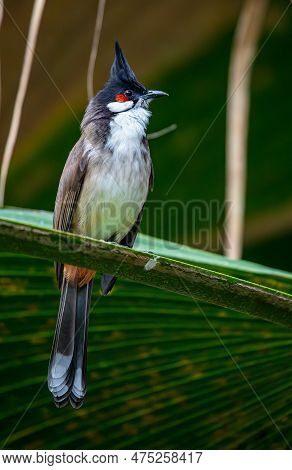 Red-whiskered Bulbul - Pycnonotus Jocosus- Perching On Twig