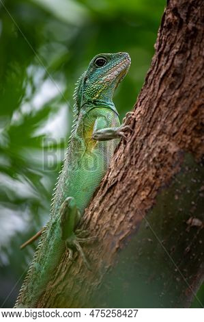 Chinese Water Dragon - Physignathus Cocincinus - Side View And Closeup