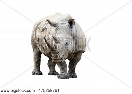 Rhino Rhinoceros (ceratotherium Simum Simum) Isolated On White Background.