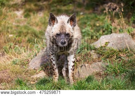 Striped Hyena (hyaena Hyaena Sultana) With Broad Head And Dark Eyes. Walk With Prey In Mouth.