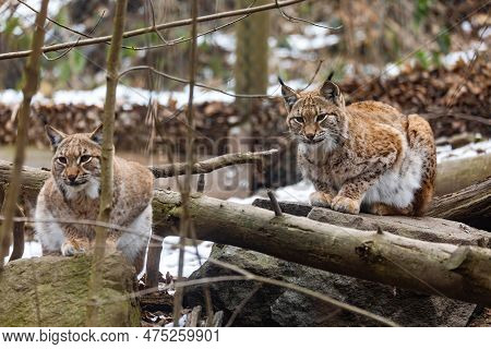 Carpathian Lynx (lynx Lynx Carpathicus) During The Autumn. Subspecies Of The Eurasian Lynx Found In 
