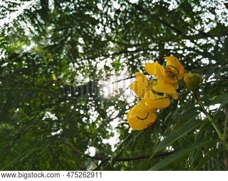Senna Spectabilis Flower And It's Plant Is A Species Of The Legume Family (fabaceae) In The Subfamil