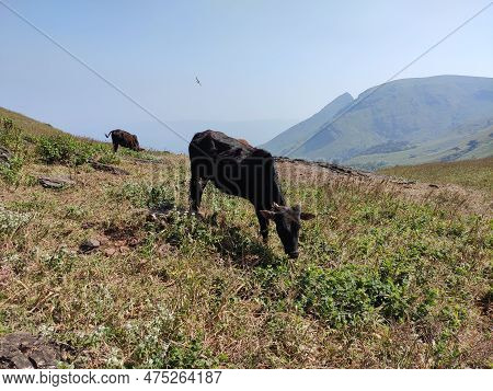 2 Cattle Grazing On Top Of Baba Budan Giri Mountain In Range Of The Western Ghats Of India.