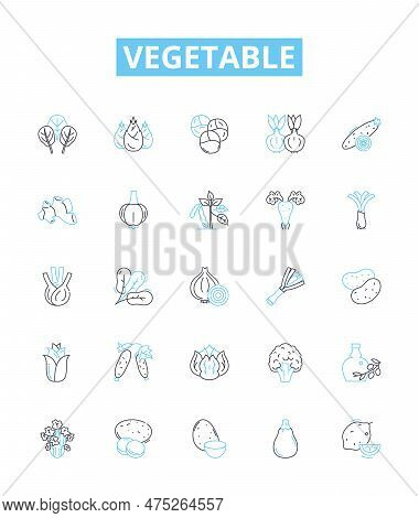 Vegetable Vector Line Icons Set. Peas, Carrots, Celery, Potato, Broccoli, Radish, Celeriac Illustrat
