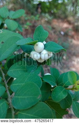Flueggea ; Showing Fruits Which Clinging Along Branches. It's Round Shape, Light Green, Turn Into Wh