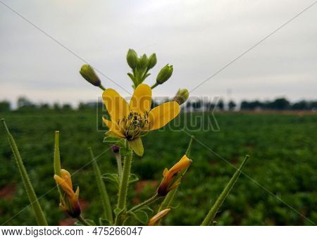 Close-up Of Yellow Asian Spider Flower (cleome Viscosa Plant/) With Green Blur Background