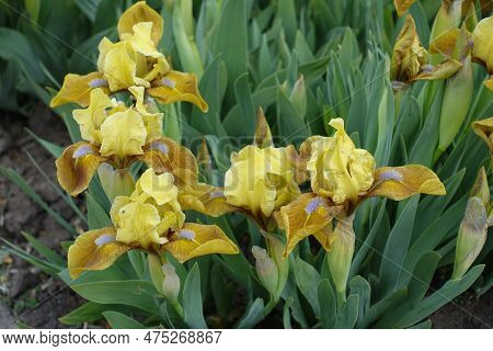 Group Of Five Yellow Flowers Of Dwarf Bearded Irises In April