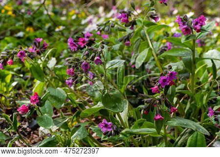 Close-up Of Blooming Flowers Pulmonaria Mollis In Sunny Spring Day, Selective Focus .closeup Detail 