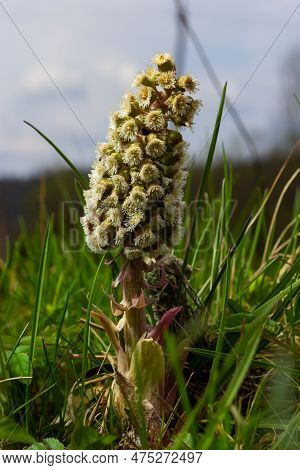 Inflorescences Of Butterbur, Pestilence Wort, Petasites Hybridus.blossom, Common Butterbur. A Bloomi