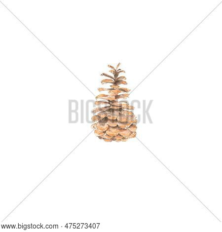 Cone, Forest, Flora, Botany, Nature, Summer, Art, Watercolour, Design, Styling, Isolat.