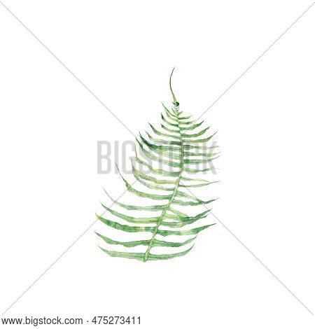 Fern, Forest, Flora, Botany, Nature, Summer, Art, Watercolour, Design, Styling, Isolat.